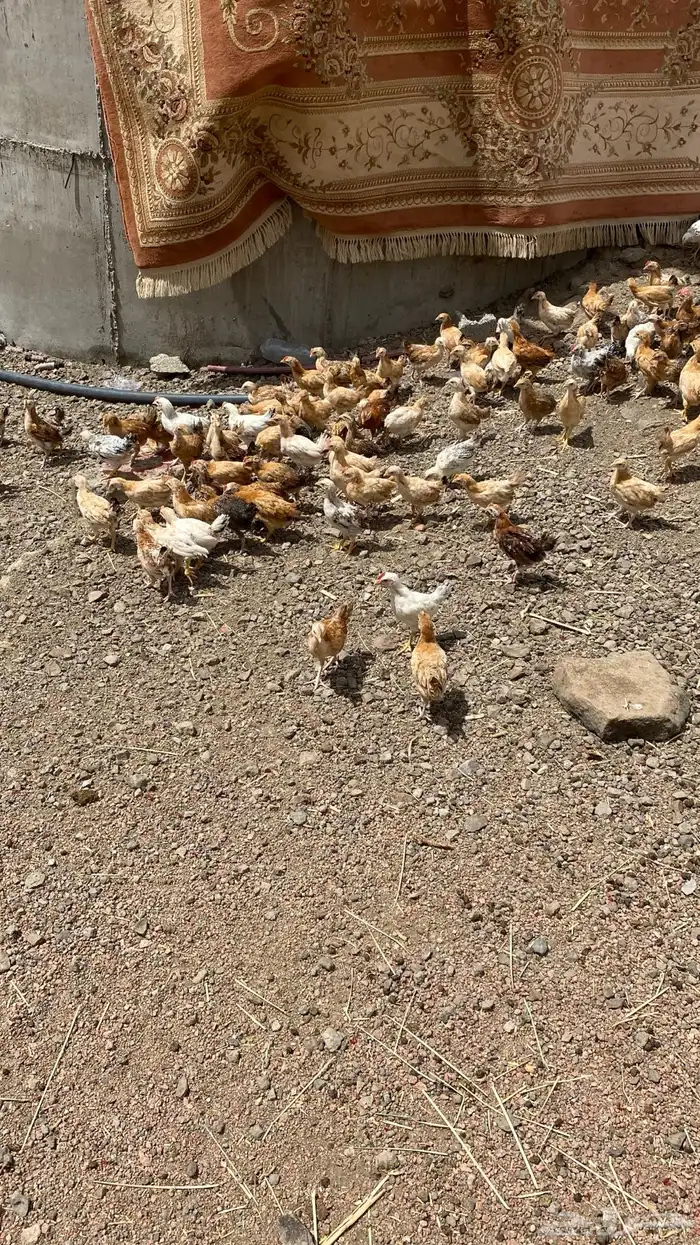 دجاج بلدي 6