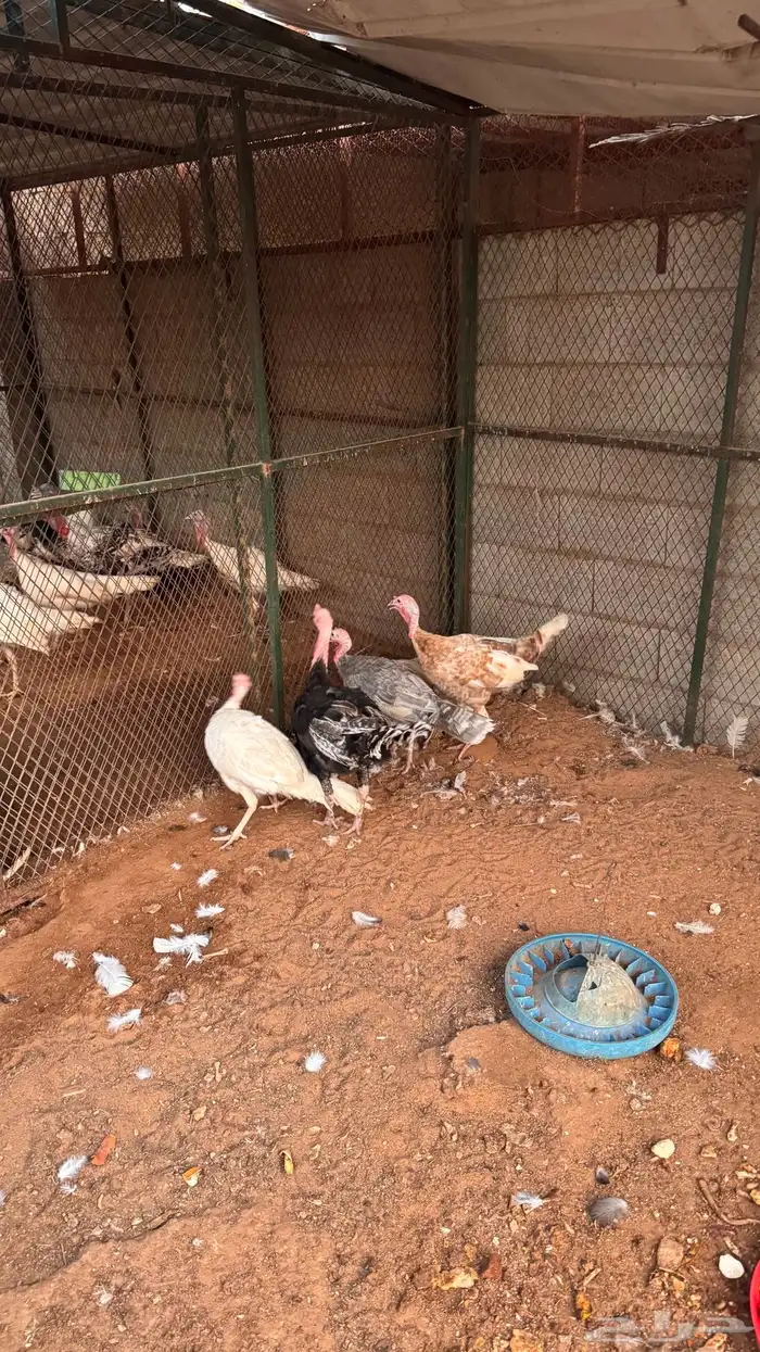 طقم رومي منتج 0