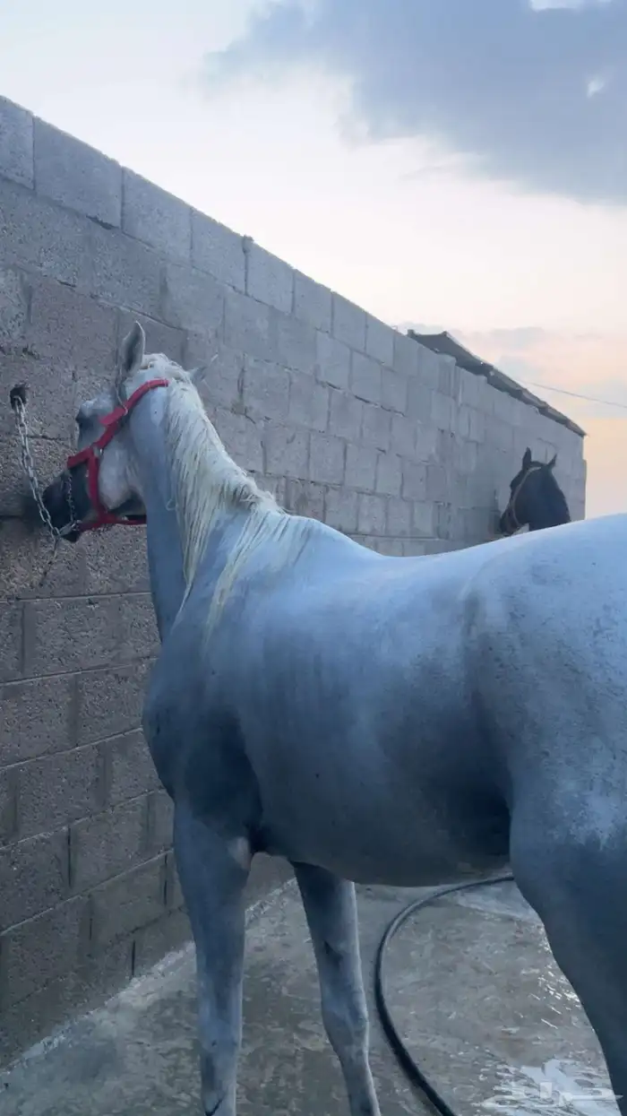 حصان خيل 1