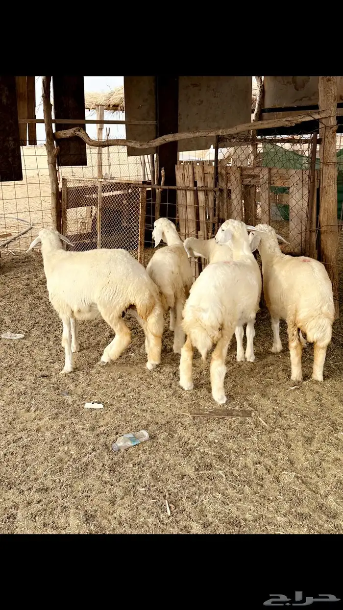 طليان ورخال حرية ذبايح 3