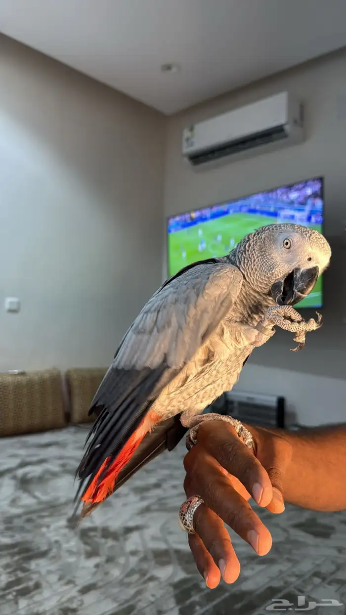 كاسكو سوبر سوبر جامبو ثلجي 3