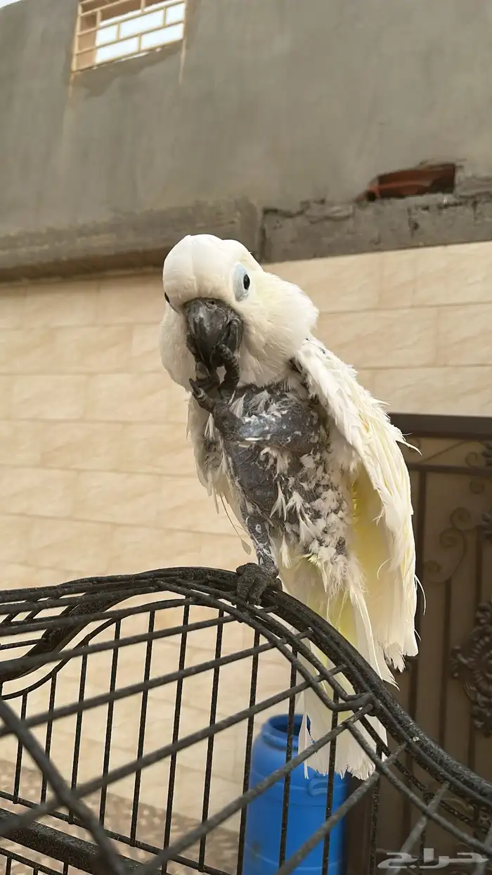 بغبغاء 2