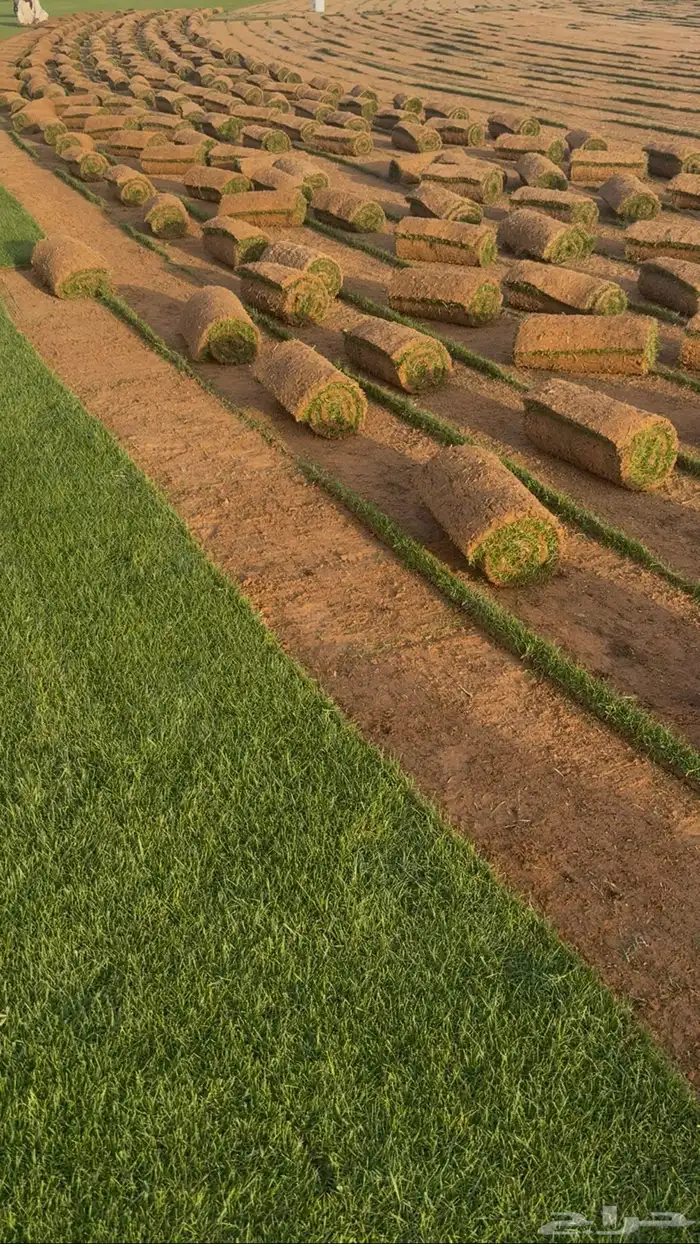 ثيل طبيعي درجة اولى تنسيق حدائق 3