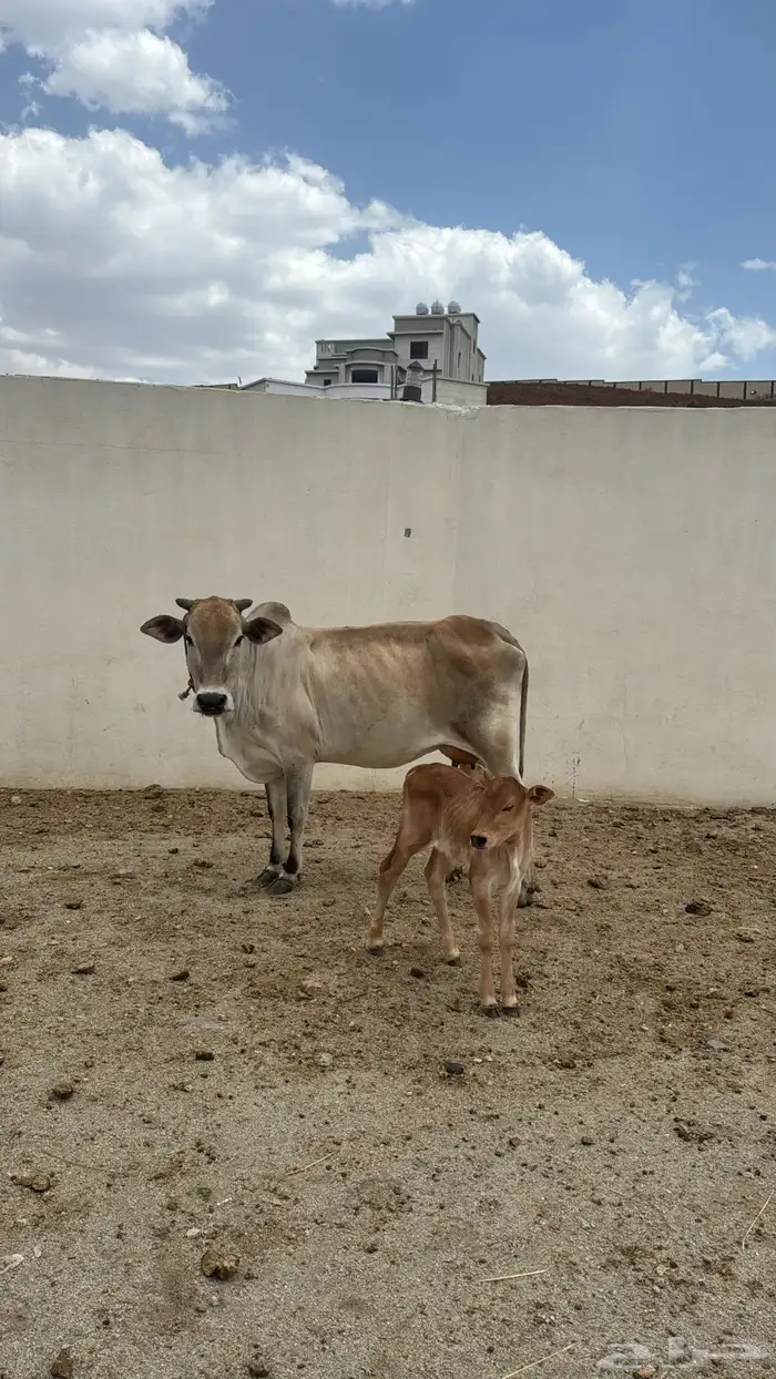 بقره والد 0
