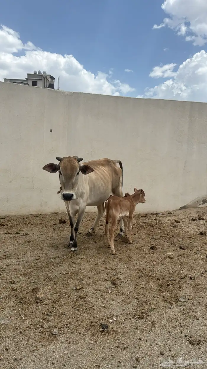 بقره والد 2