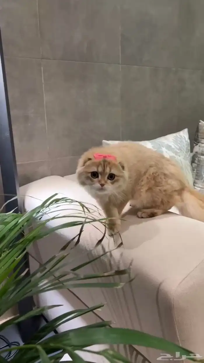 سكوتش فولد 0