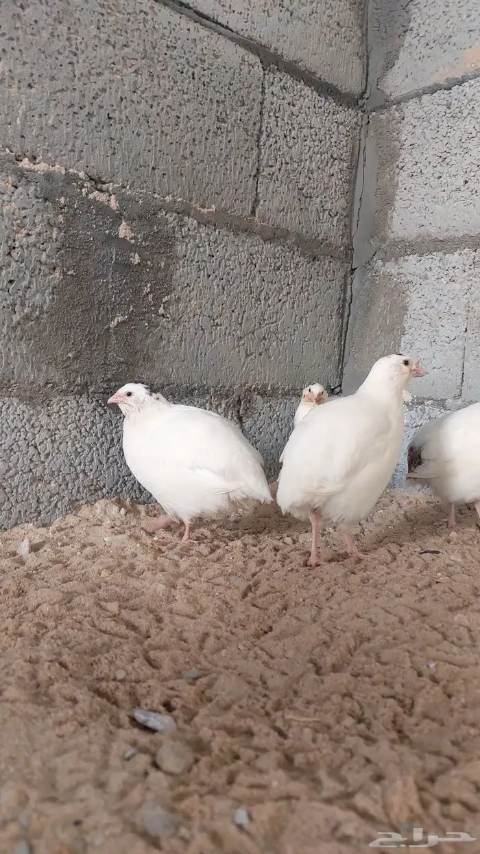 سمان تكساس ذكور 5