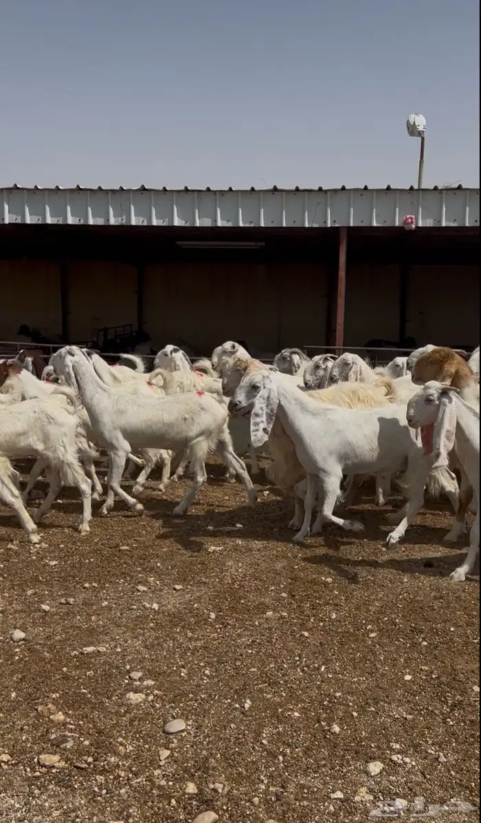 معزا مطورة طيبه 0