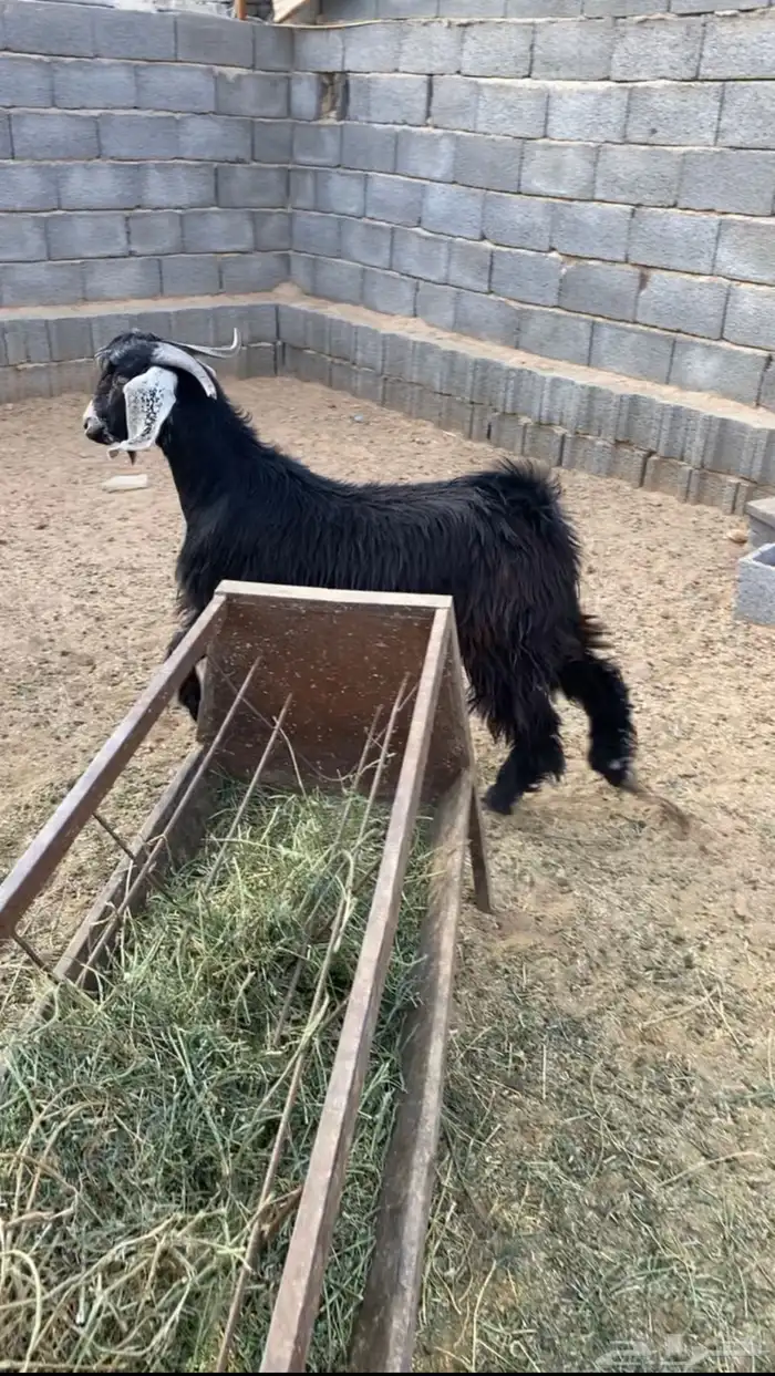 طليان حري ذبايح جبره وتيوس طيبه 5
