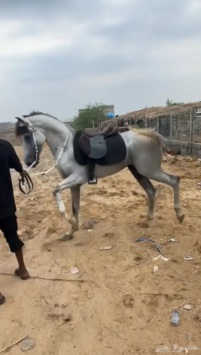 حصان شعبي 1