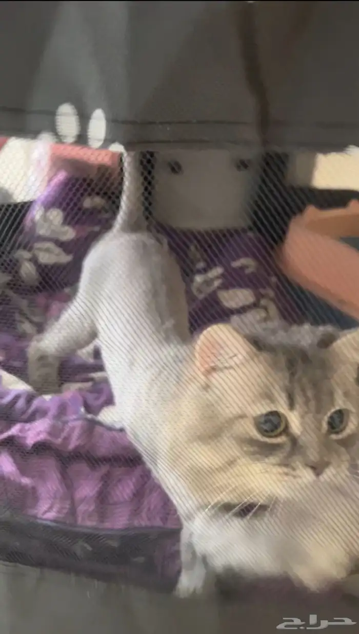 قط للبيع 0