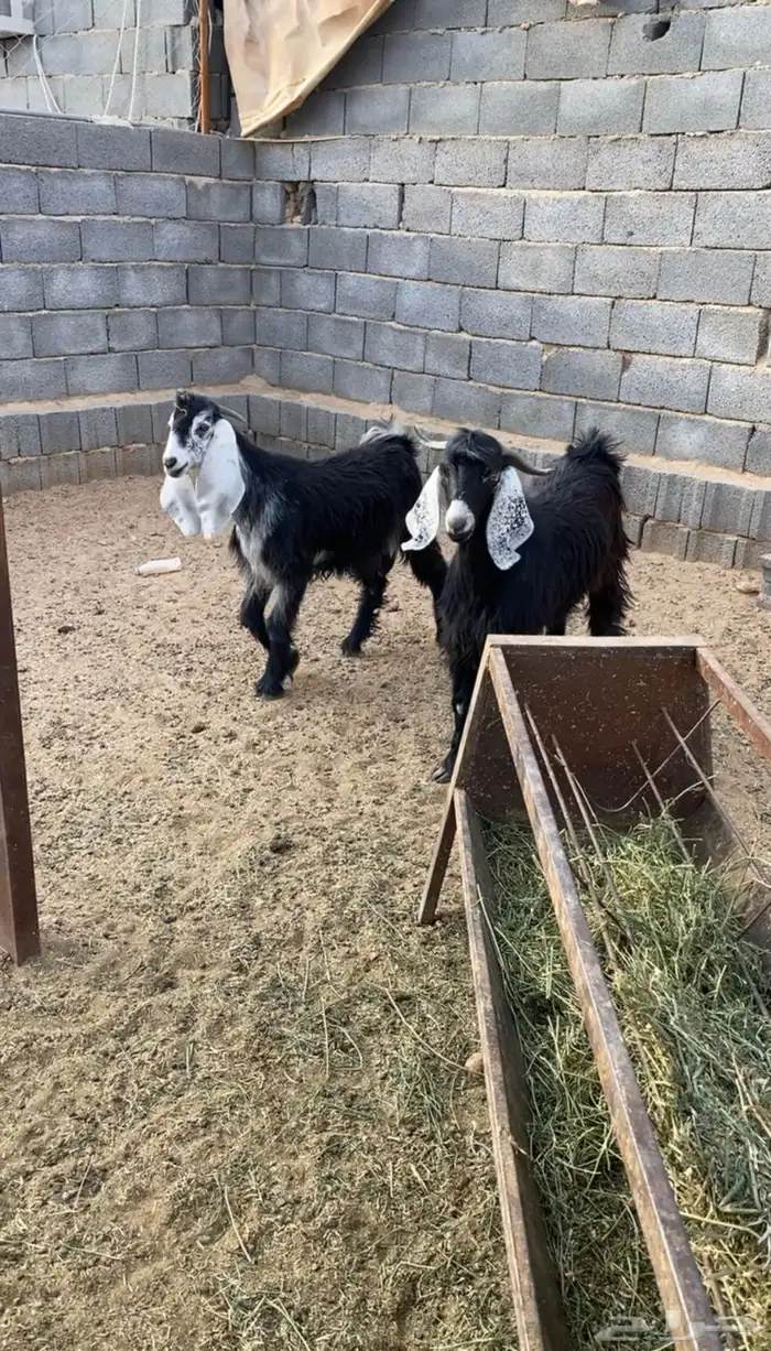 طليان حري ذبايح جبره وتيوس طيبه 4