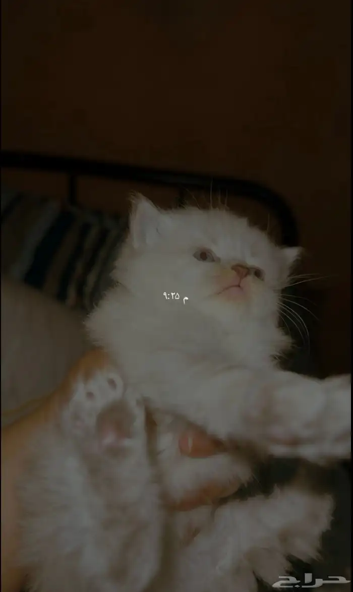 قطط 4 للحجز من أم شيرازية مميزة و أب سكوتش ستريت 1