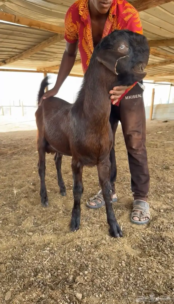 فحول شامية فاخرة 1