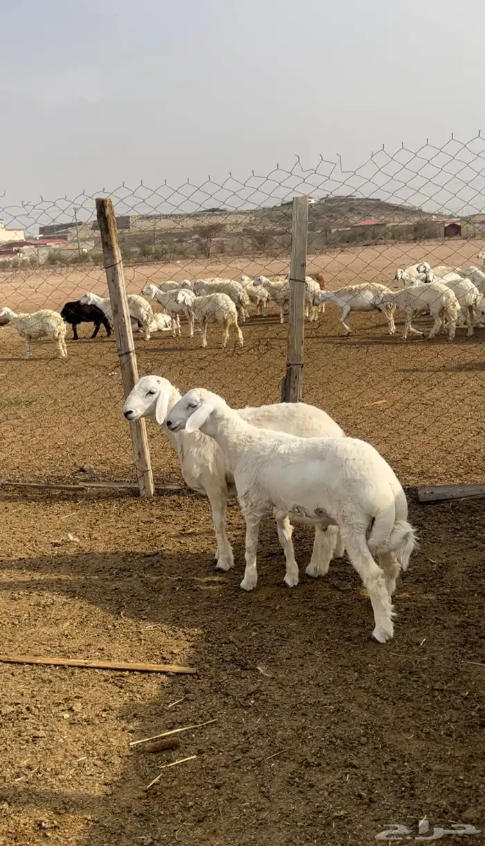 طليان جبره وطيبه 0