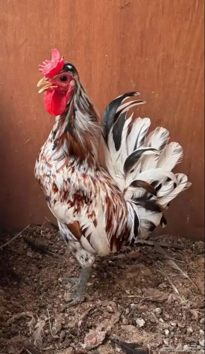 ديك حباحب 0