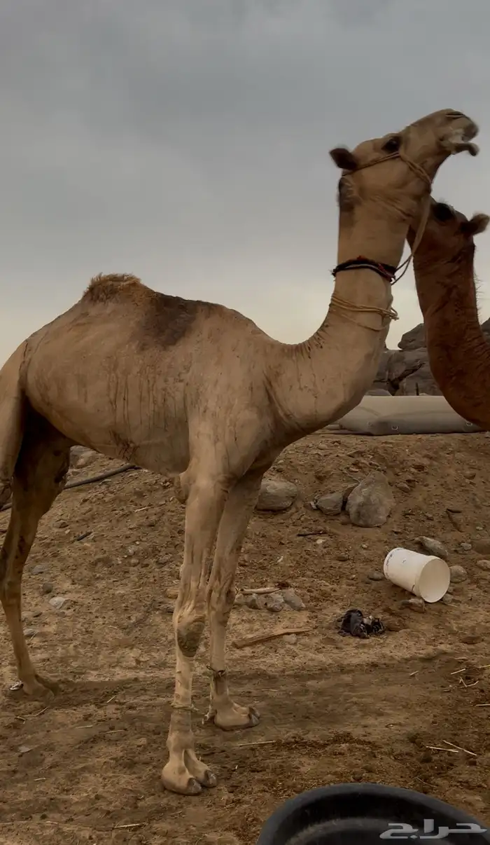 ركبي طايع رباع 0