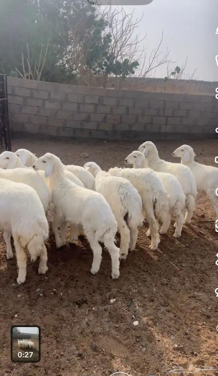 بهم طيب وسمان 0