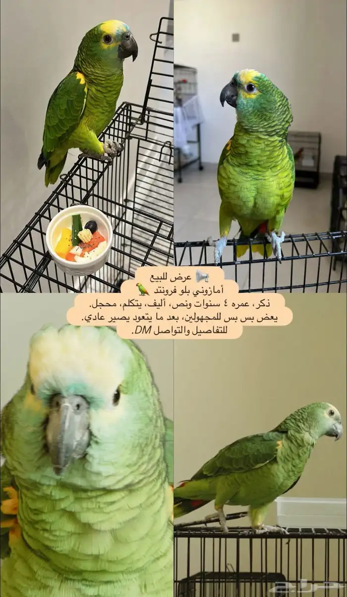 ببغاء أمازوني بلو فرونتد 0