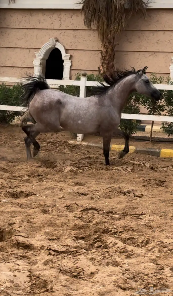 فرس واهو جمال للبيع 0