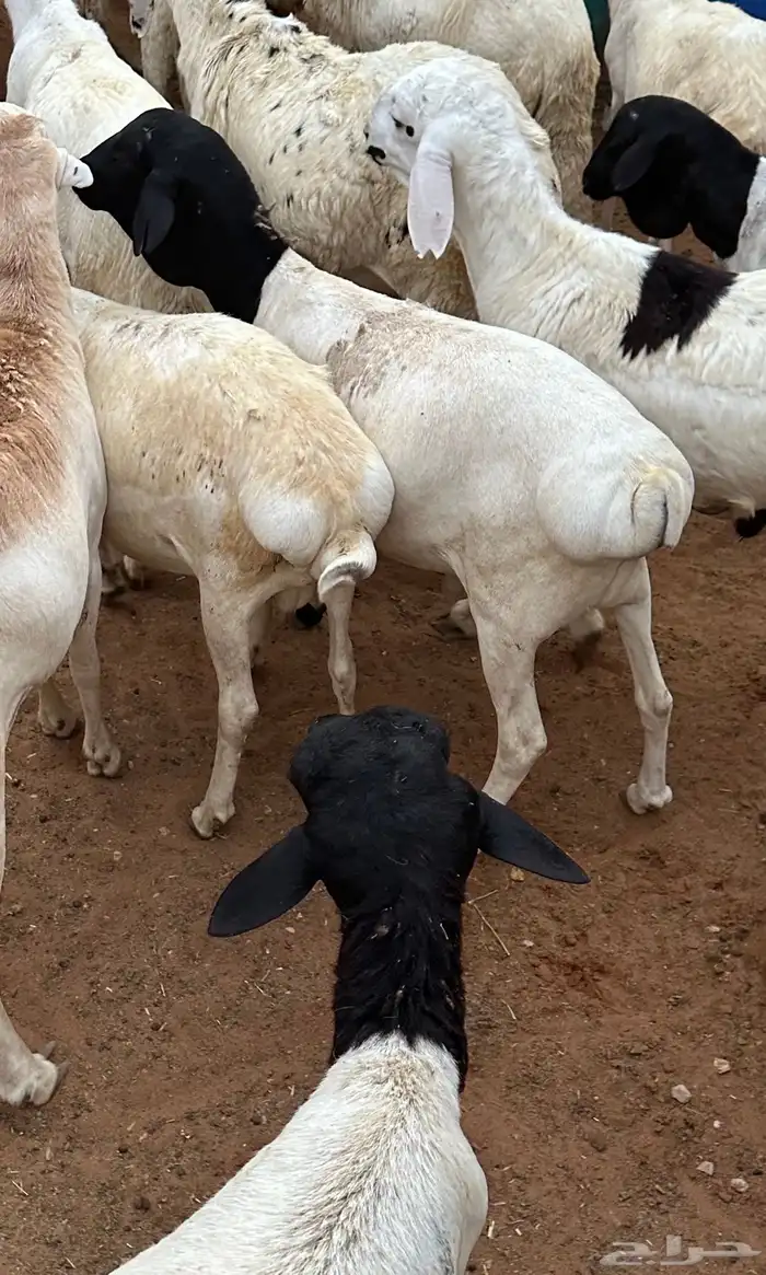 سواكن وبرابر طب وتخير 32