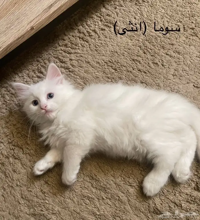 قطط للبيع 4
