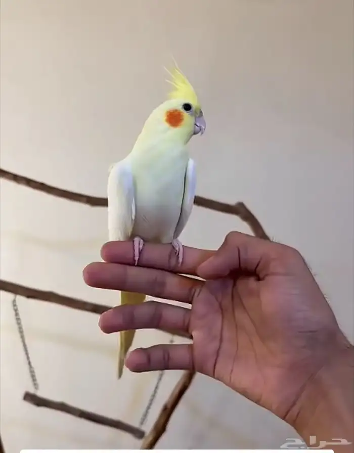 عصفور كروان للبيع ب 500 2