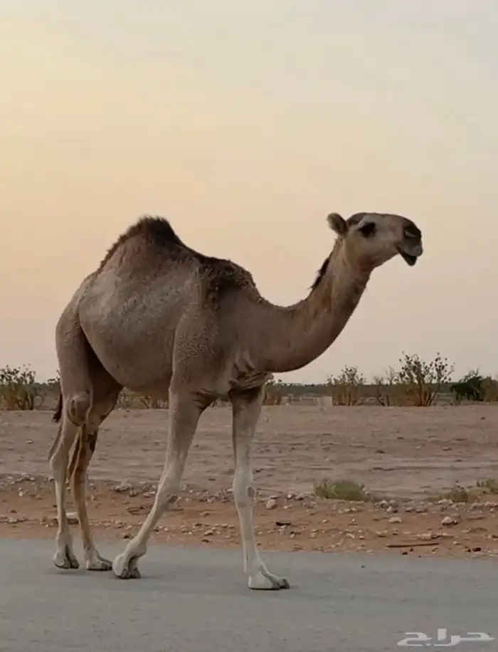 بكره مفروده تماميه 1