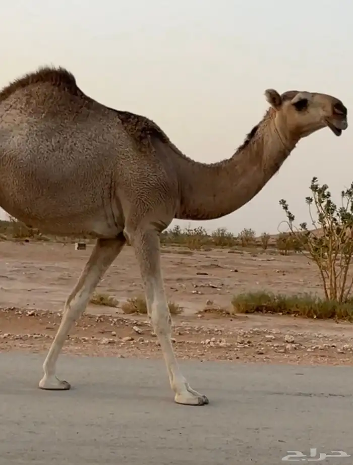 بكره مفروده تماميه 0