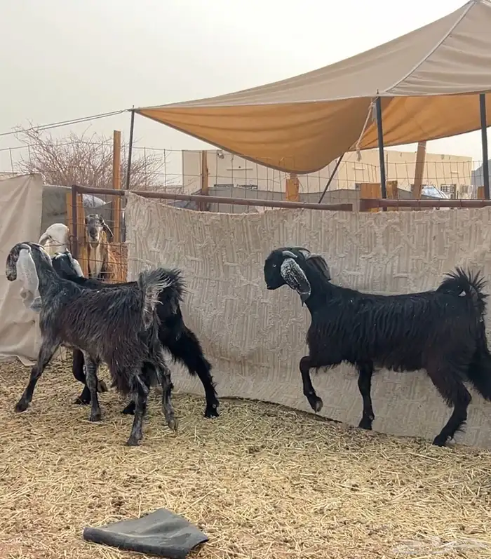 جفار صنف نادر (تمم البيع) 0