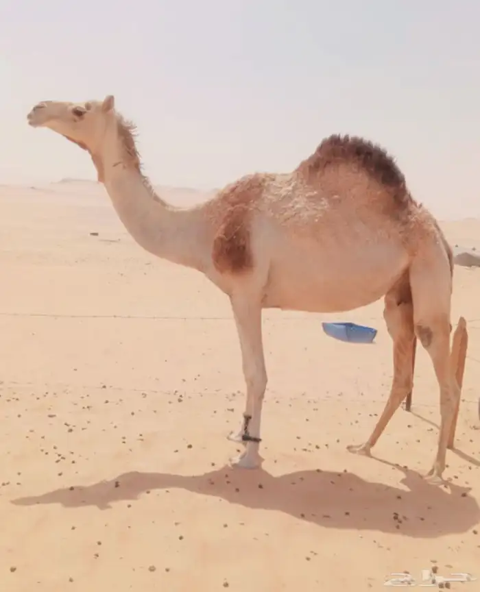 هجن 6 متالي هجن كفو 0