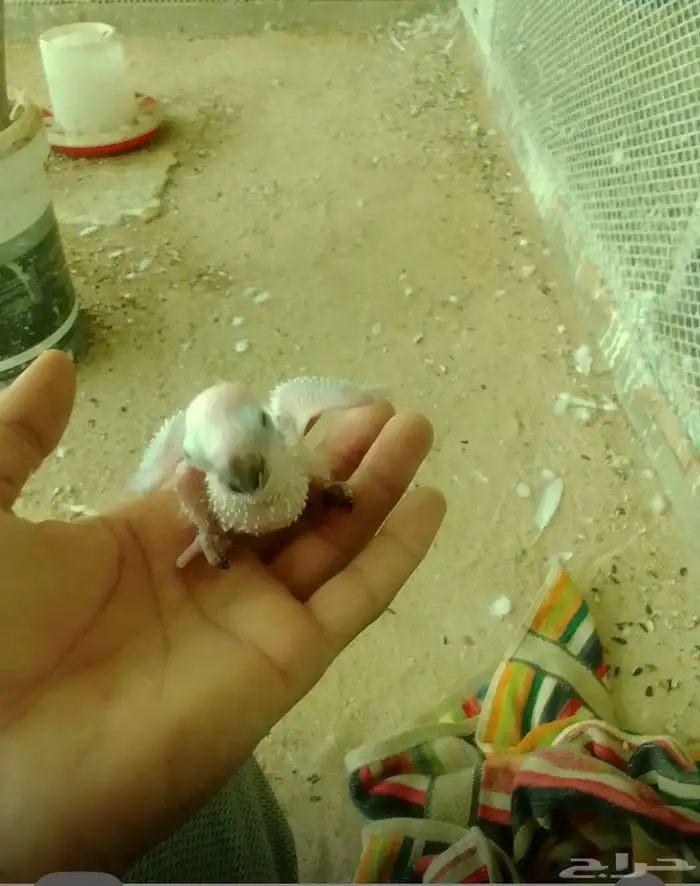 جوز صن كنيور منتج 5