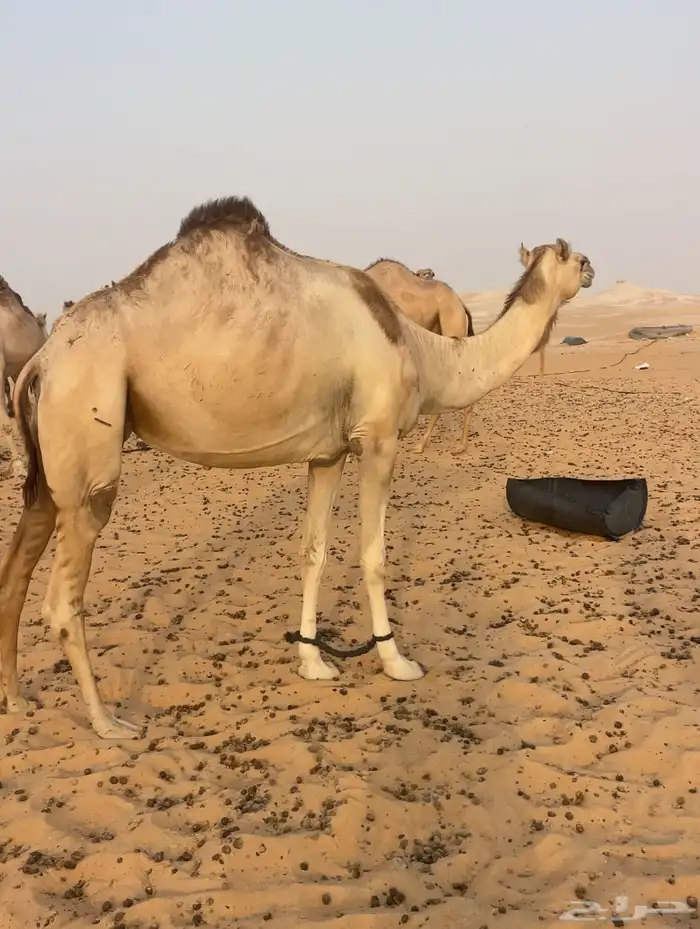 هجن 6 متالي هجن كفو 1