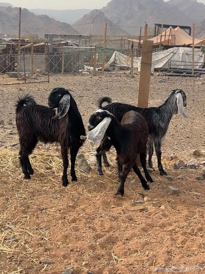 جفار صنف نادر (تمم البيع) 3