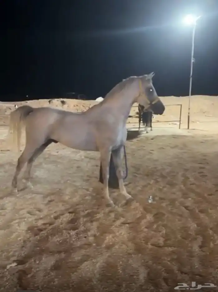 حصان كفو مستعجللل للبيع على السوم 3