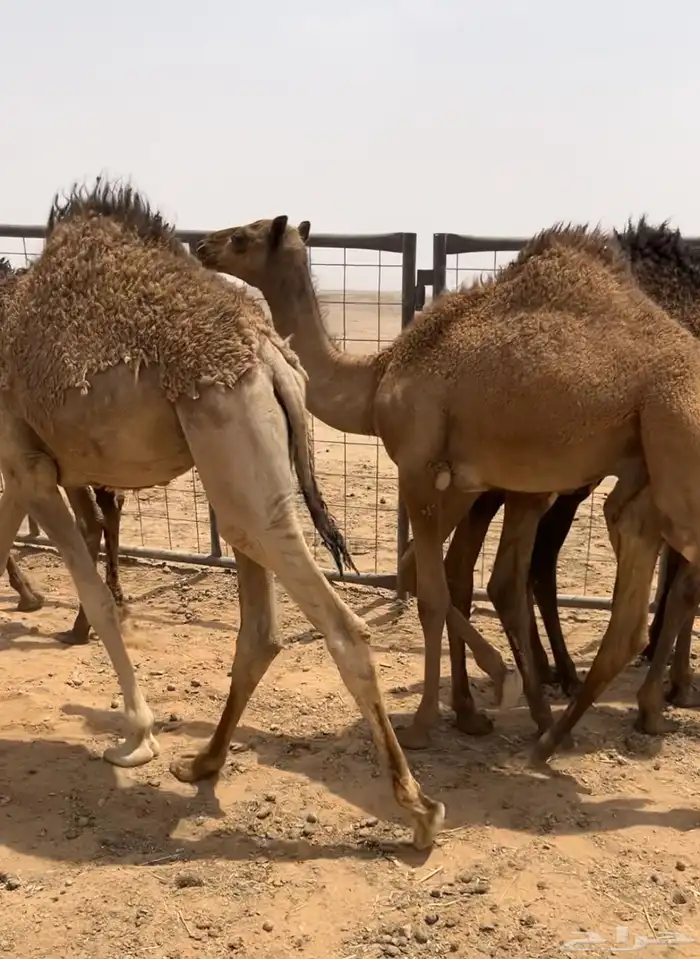 حشو للبيع قعدان 10 طيبات اطيب من التصوير 2