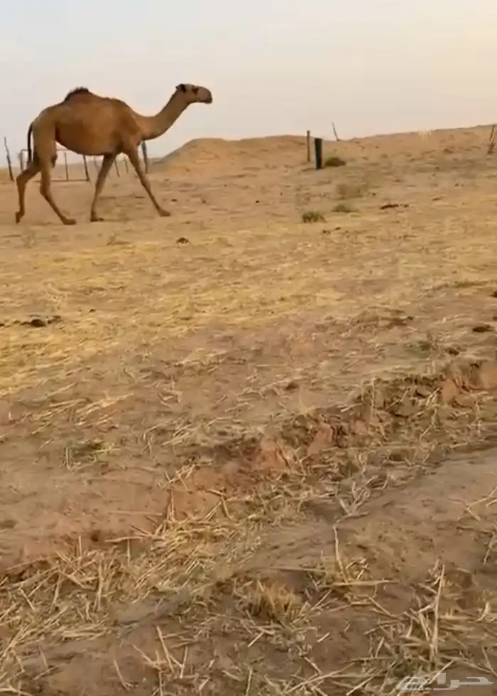 الموقع شمال ساجر 1