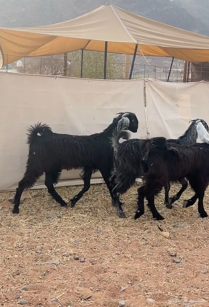 جفار صنف نادر (تمم البيع) 2