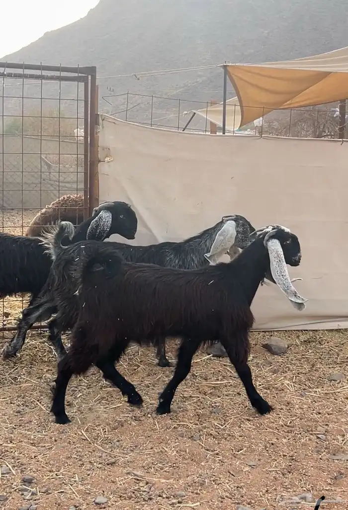 جفار صنف نادر (تمم البيع) 1