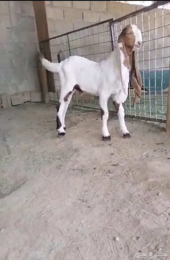 عرض بييع تيس داغور ومشروع فحل 0