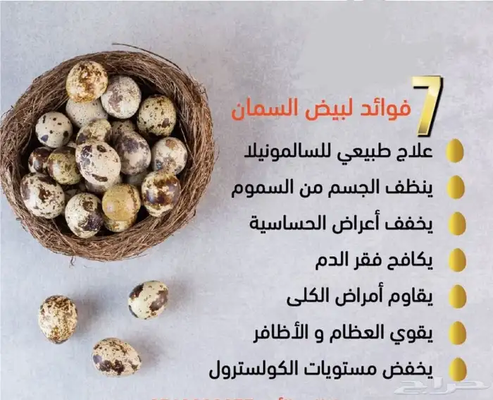 بيض سمان انتاج يومي وسعر يرضي الجميع 0