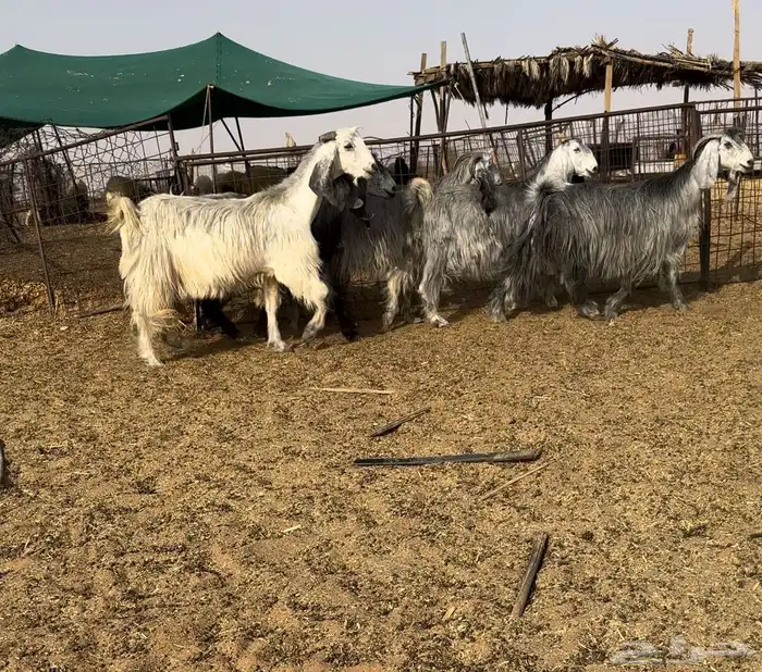 معزا مصريات شهب اصل حليب تم البيع 0