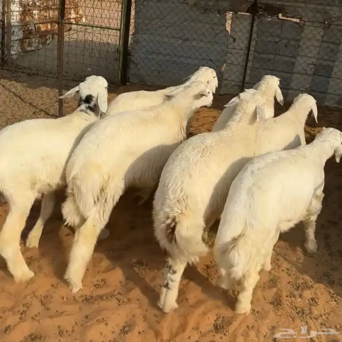 خرفان حري( تم البيع ) 0