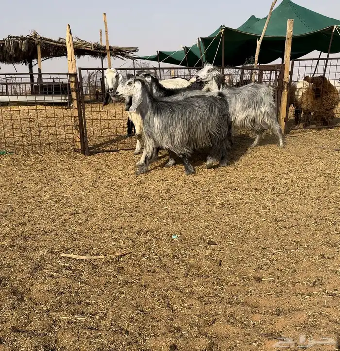 معزا مصريات شهب اصل حليب تم البيع 1