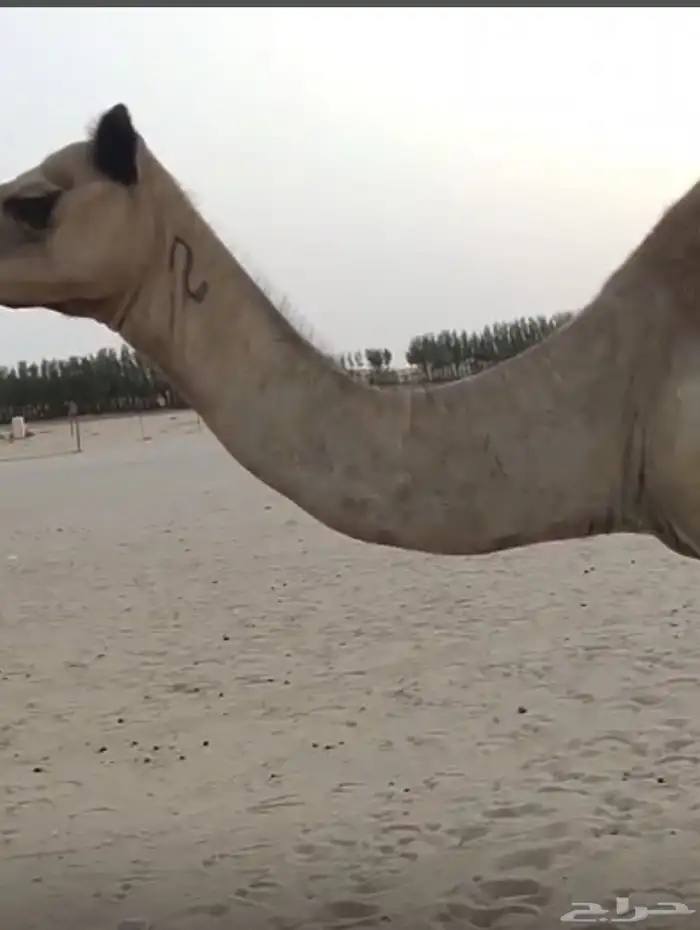 ناقة عمانية عشرا تحتها قعود 2