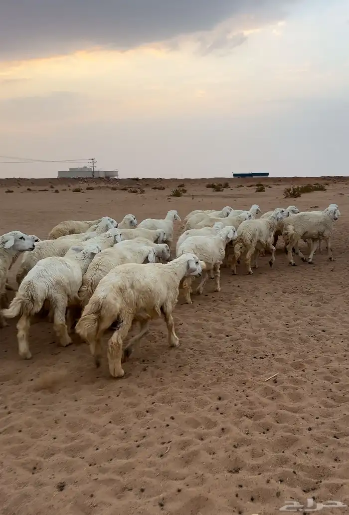 طليان حري 0