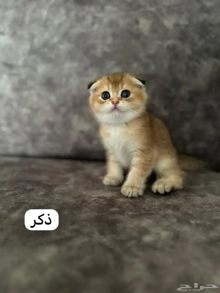كتن سكوتش فولد قولد 1