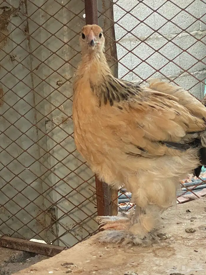 للبيع فراريج براهمه حجمهن عملاق فروجتين وديك 2