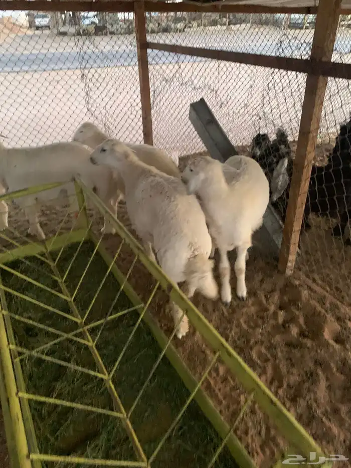 طليان حريات 2