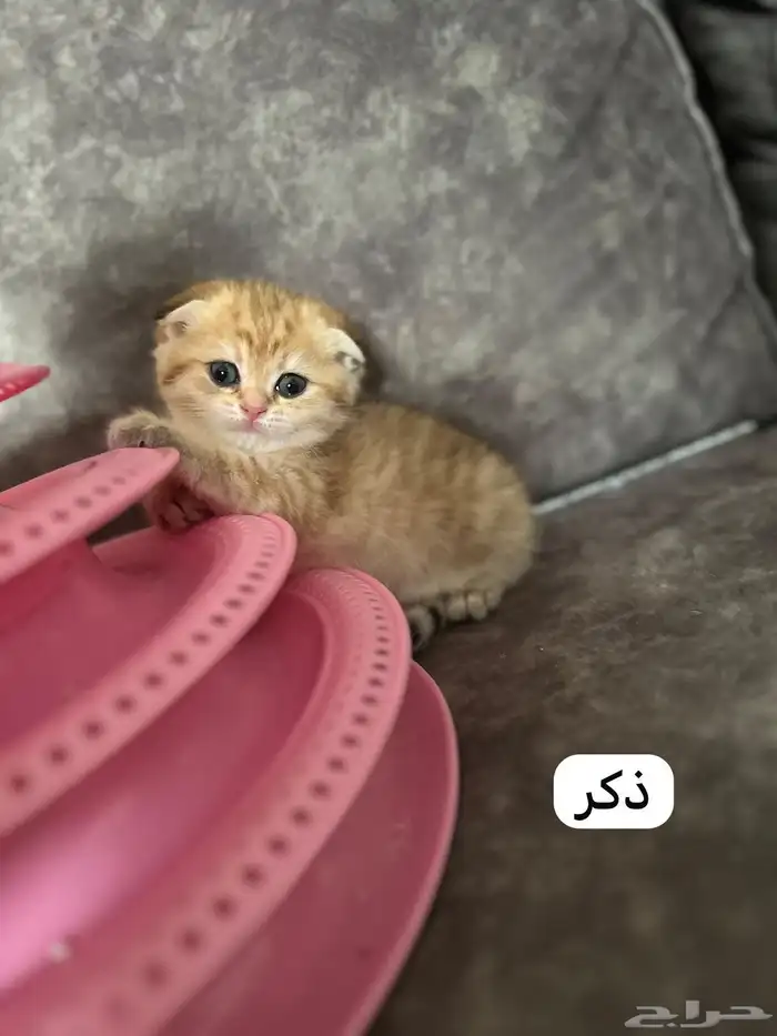 كتن سكوتش فولد قولد 3